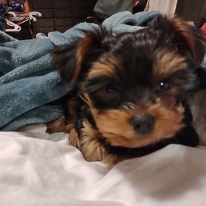 Meet your Posher, Teri